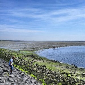 Bruinisse Krabbenstrand Wattenmeer Oosterschelde Zeeland Niederlande Holland