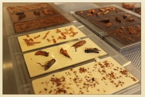Chocri Insekten