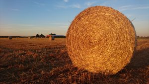 Getreide Stroh Ernte Kleinenbroich Niederrhein