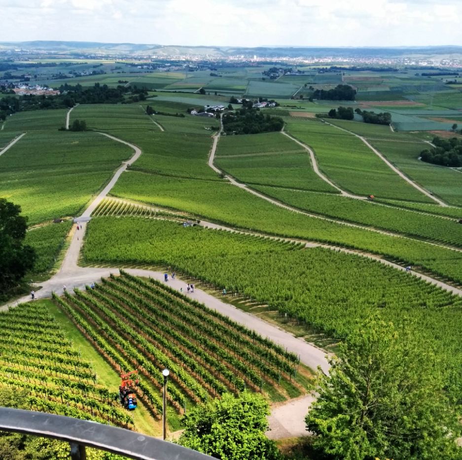 Heuchelberg Heuchelberger Warte Ausblick Weinberg Heilbronner Land WanderSüden