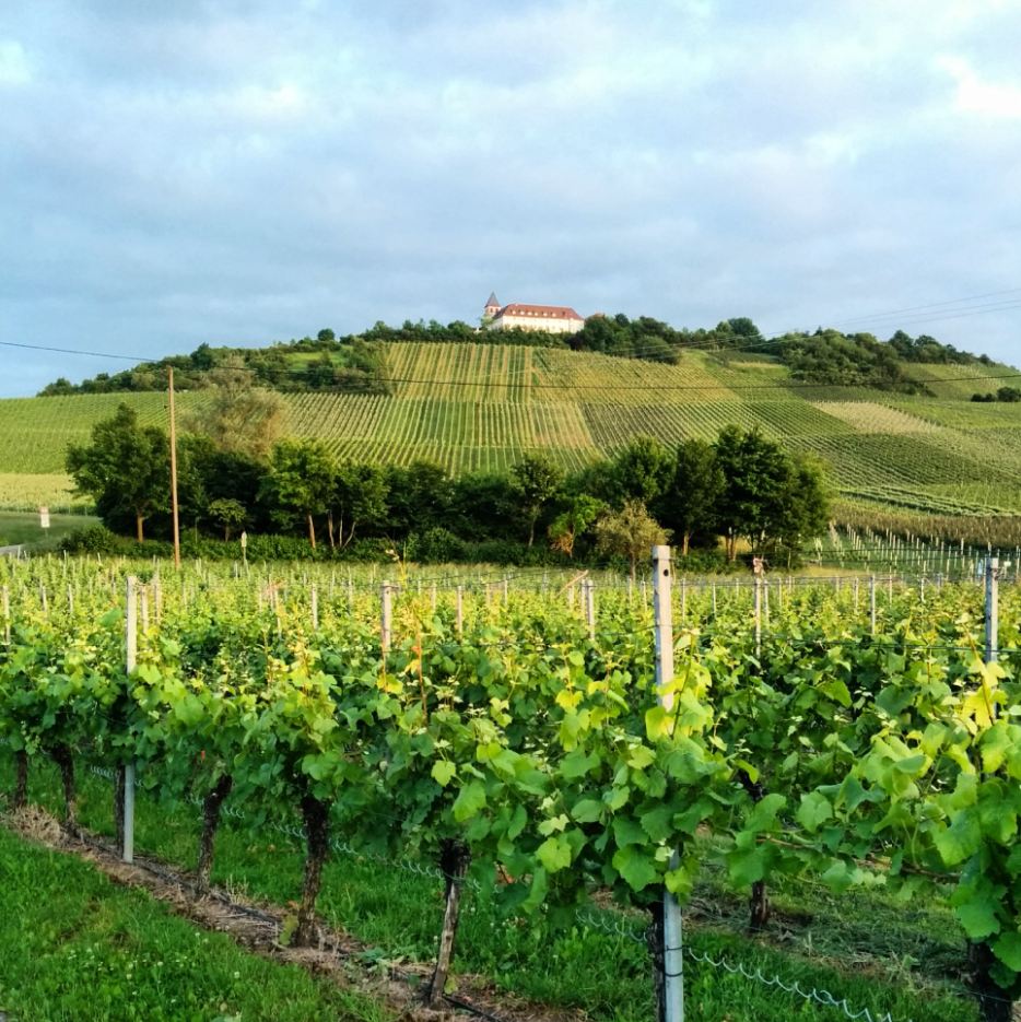 Tripsdrill Michaelsberg Weinreben Reben Heilbronner Land WanderSüden