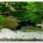 Aquarium Rio Juwel 180 Liter