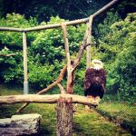 Tripsdrill Wildparadies Weißkopfseeadler Heilbronner Land WanderSüden